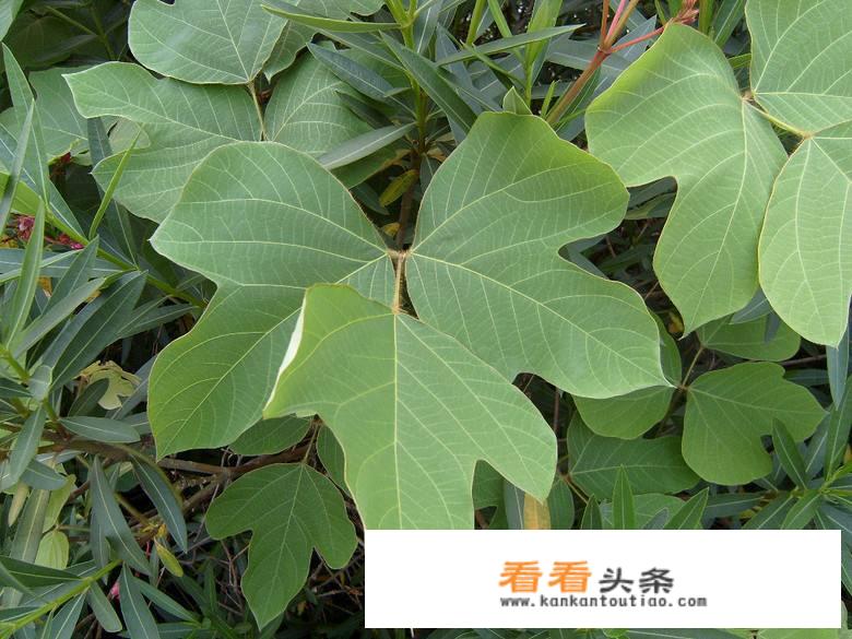 野生葛粉怎么加工出来？