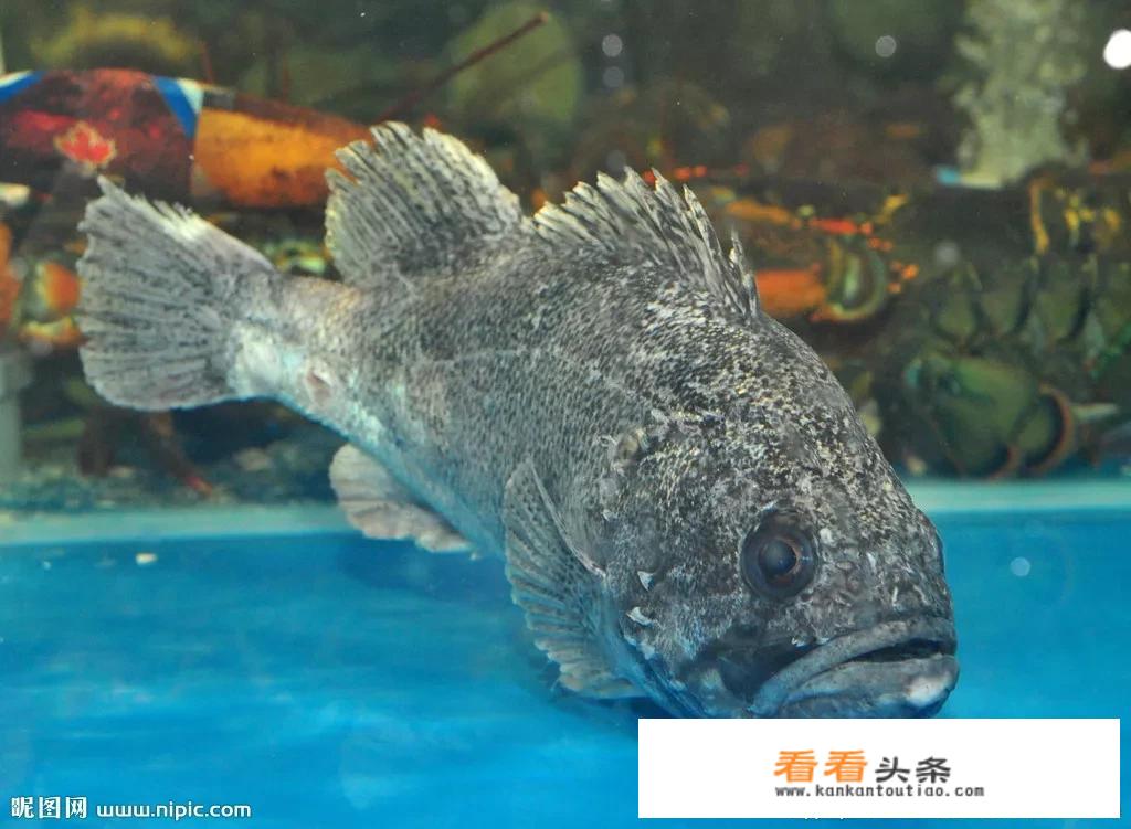更好吃的斑鱼类排行榜？
