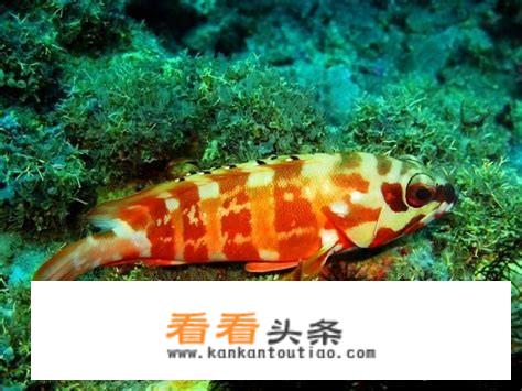 更好吃的斑鱼类排行榜？