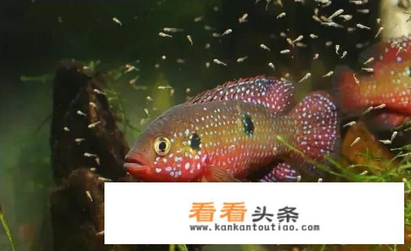 更好吃的斑鱼类排行榜？