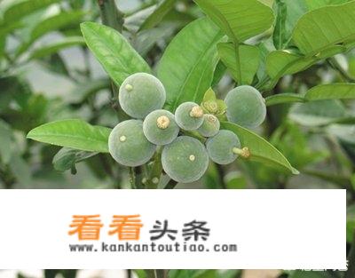 化州周边游玩景点推荐？