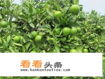 化州周边游玩景点推荐？