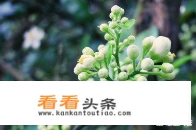 化州周边游玩景点推荐？