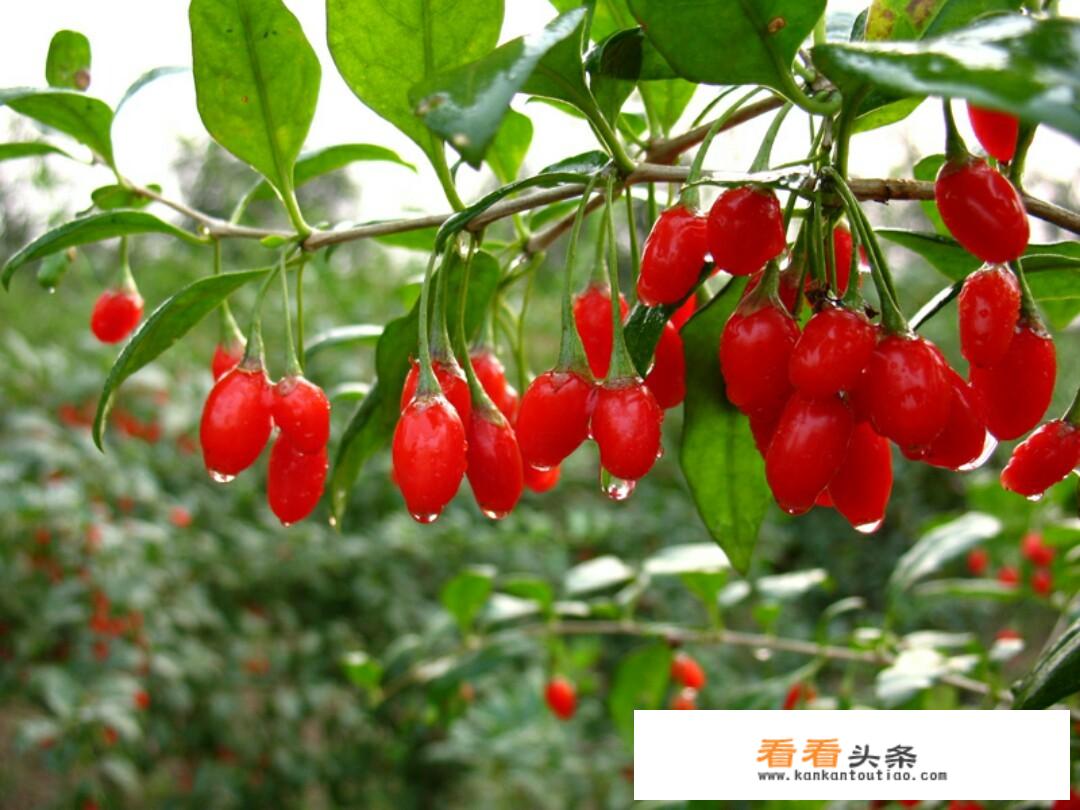 枸杞有什么营养价值？