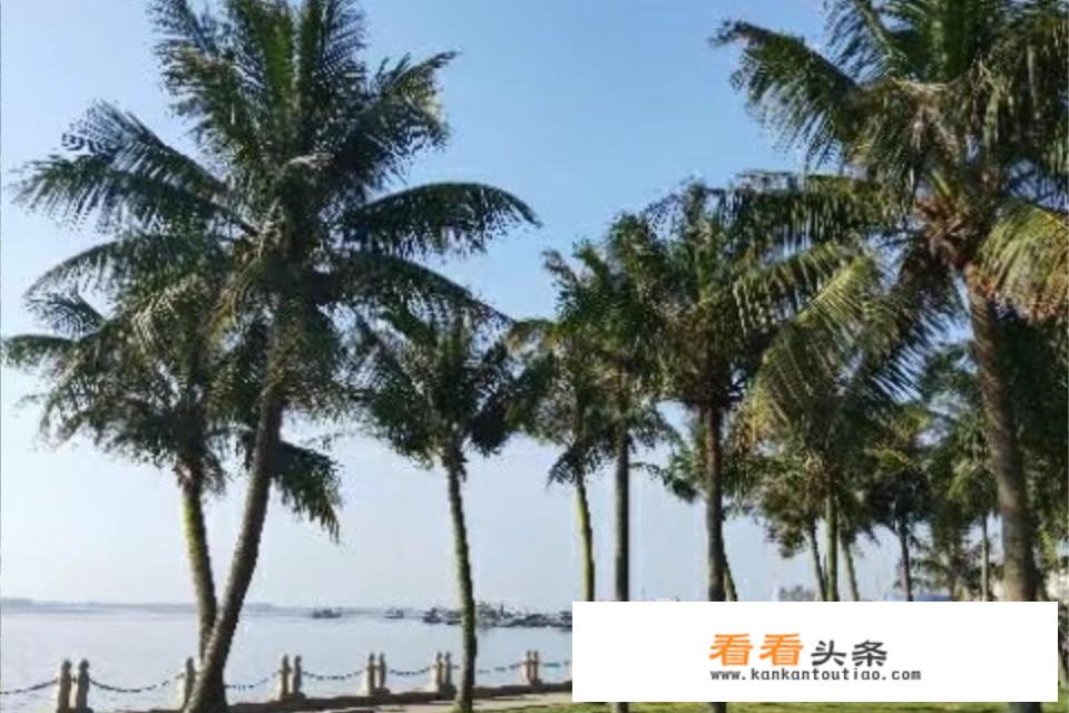 湛江旅游可以租什么车？
