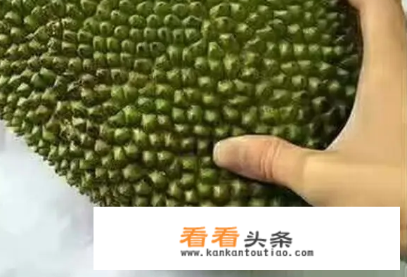 树上菠萝蜜怎么看熟不熟？