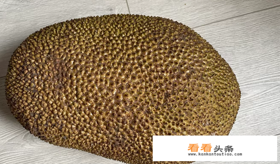 树上菠萝蜜怎么看熟不熟？