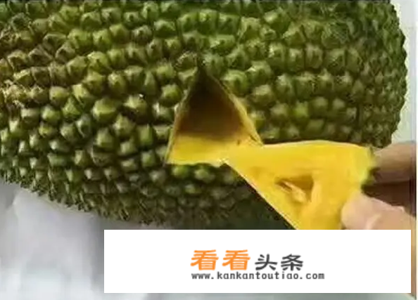 树上菠萝蜜怎么看熟不熟？