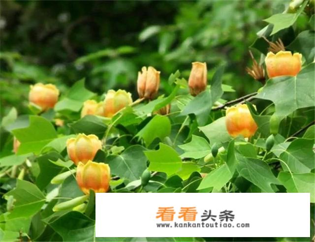 鹅掌楸是什么植物鹅掌楸的养殖 *** ？