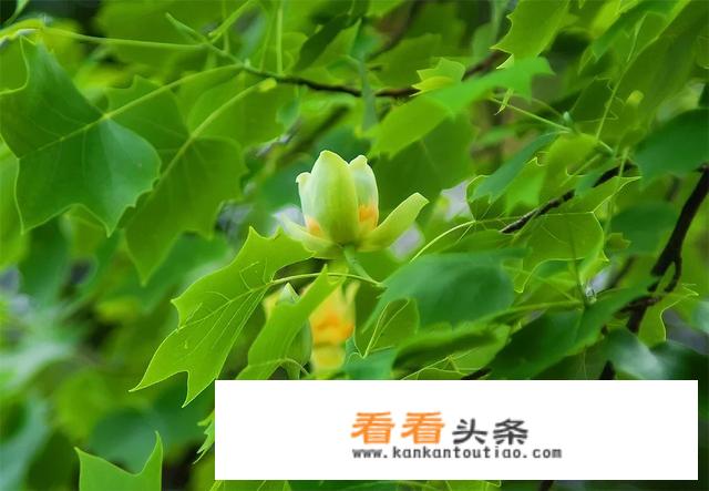 鹅掌楸是什么植物鹅掌楸的养殖 *** ？