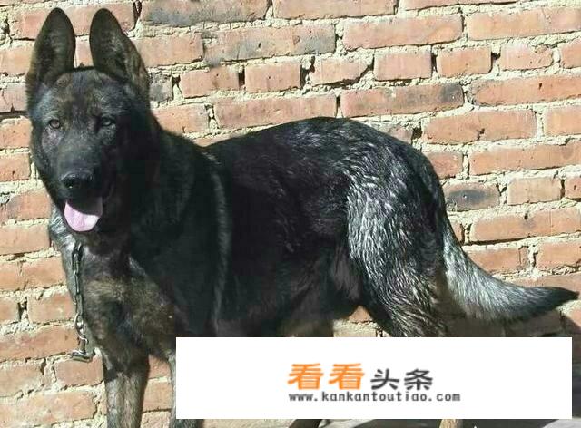 昆明犬在国外的地位如何？有何依据？