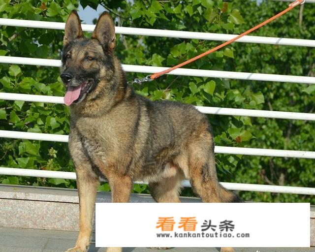 昆明犬在国外的地位如何？有何依据？
