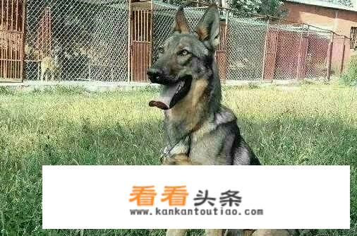 昆明犬在国外的地位如何？有何依据？