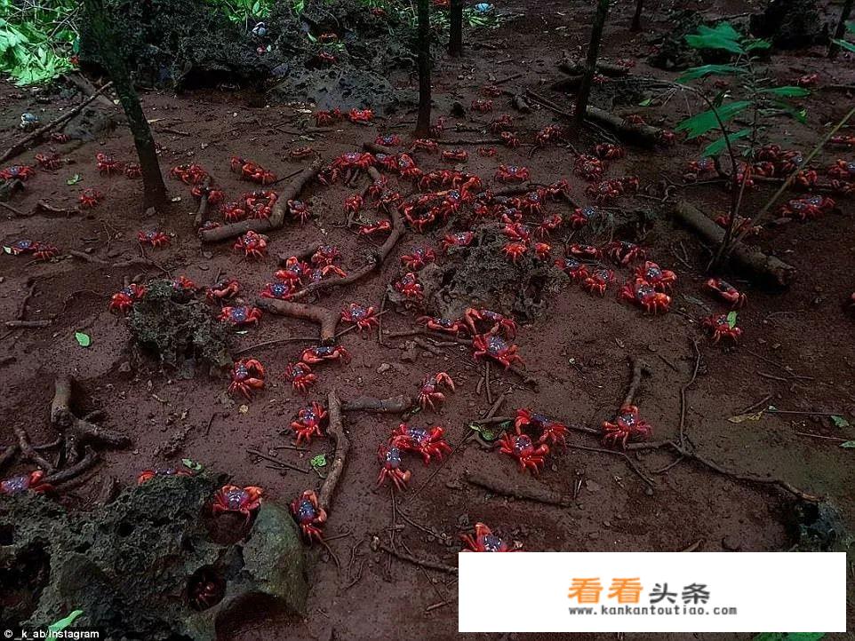 红蟹的做法和处理 *** ？