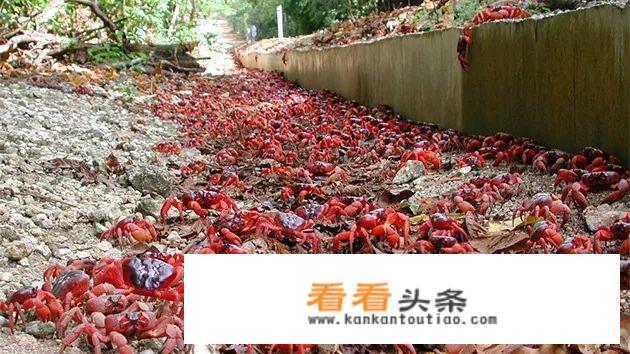 红蟹的做法和处理 *** ？
