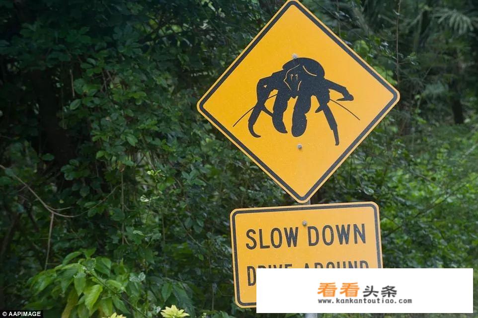 红蟹的做法和处理 *** ？