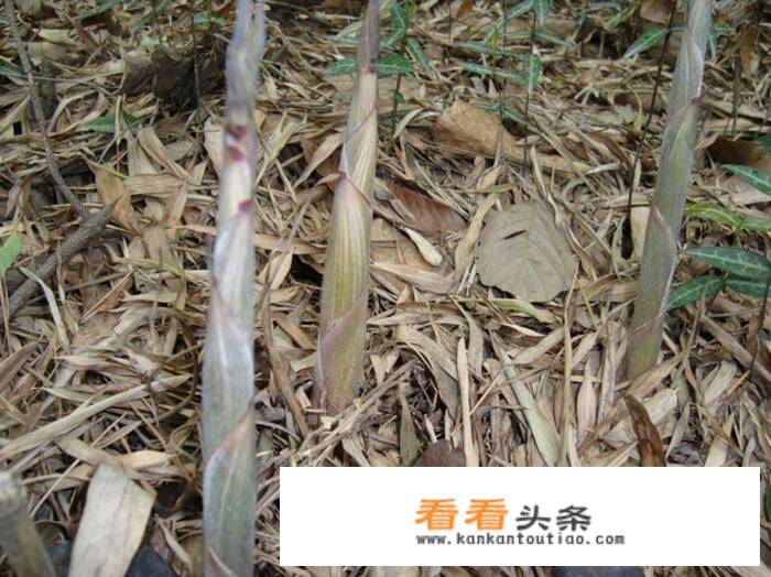春天到了，野菜都长出来了，有什么美食是用野菜做的，味道还特别好的？