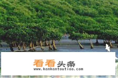 湛江自驾游十大必去景点？