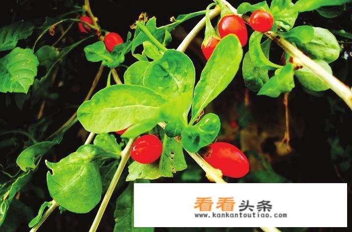 夏天可以吃的野菜有哪些？