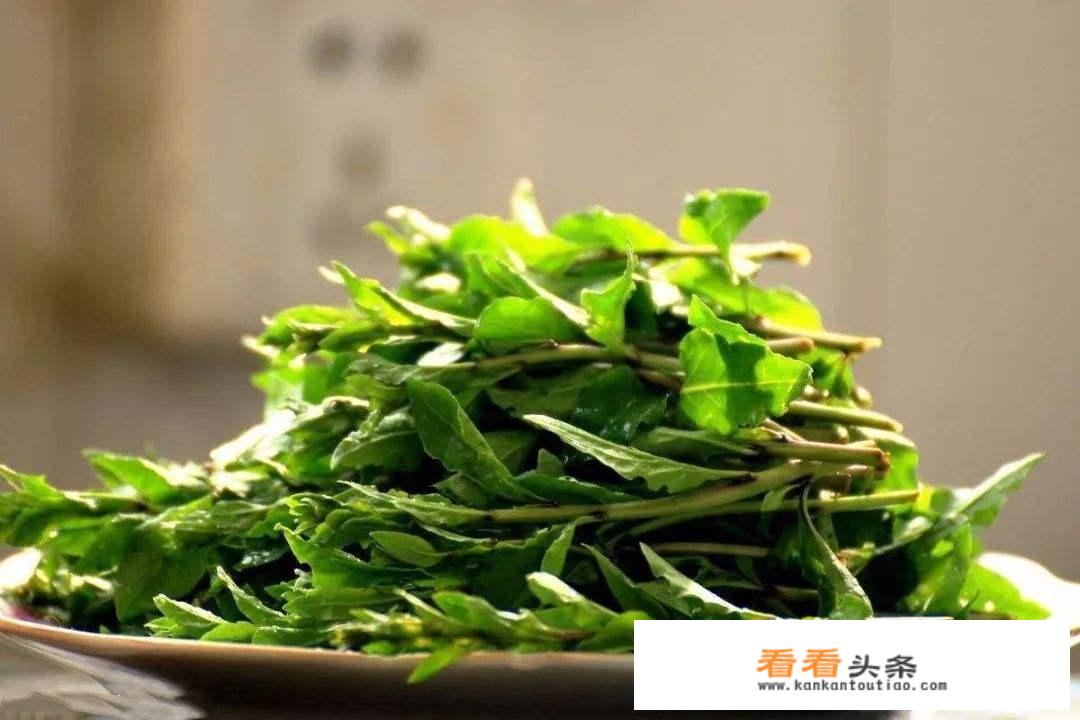 夏天可以吃的野菜有哪些？