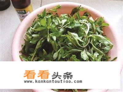 夏天可以吃的野菜有哪些？