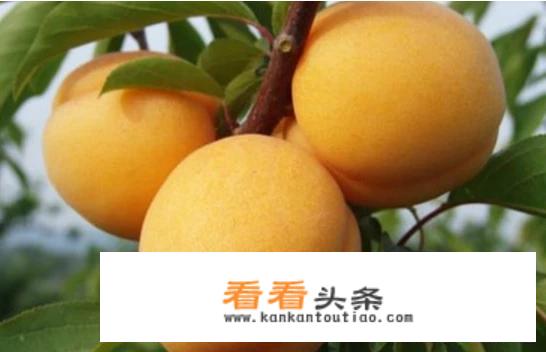鱼吃完食就在鱼缸底下不动了？