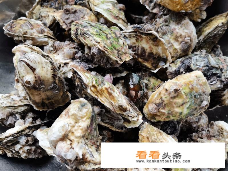 生蚝清蒸怎么做？