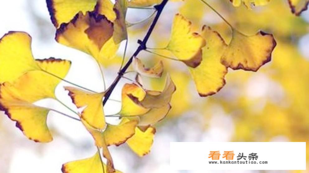 国庆假期应该去哪里玩，是南方还是北方？