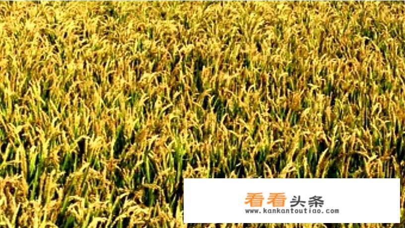 国庆假期应该去哪里玩，是南方还是北方？