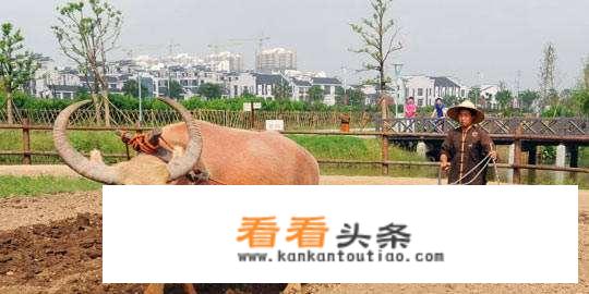 如何将乡村文化在乡村旅游规划中呈现出来？