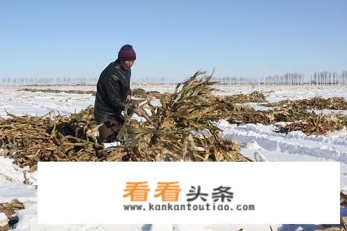 今天是小雪节气，农村老人常说:小雪过后有三件事要注意，否则很受罪，是哪三件事呢？