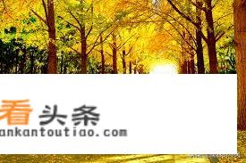 临清银杏林要门票吗？