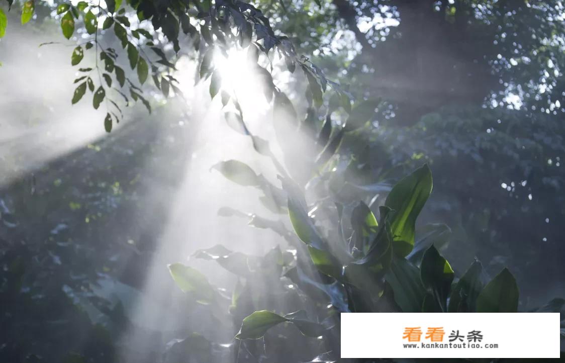 可可西里是草原还是沙漠？
