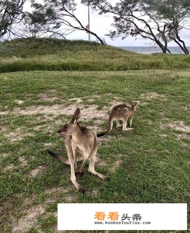 去澳大利亚能不买保险吗？