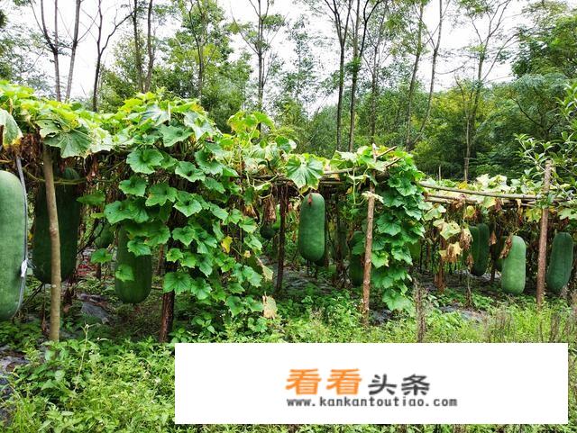 旅游购物店的经营模式？