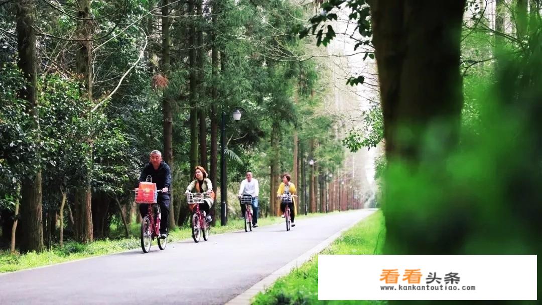 上海崇明岛旅游更佳线路？