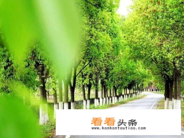 宜昌到恩施高速有多少隧道？