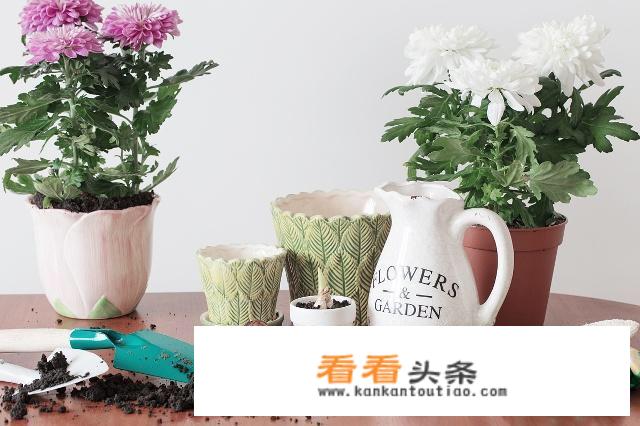 西府海棠最长能活多少年？