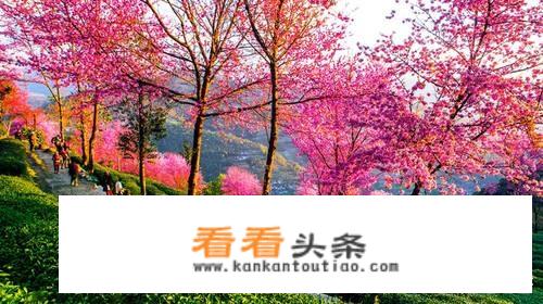 河北春季旅游景点？