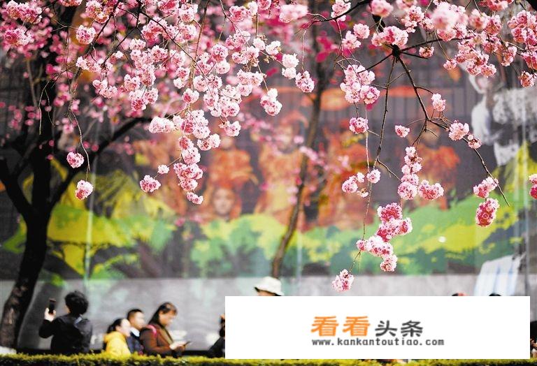 河北春季旅游景点？