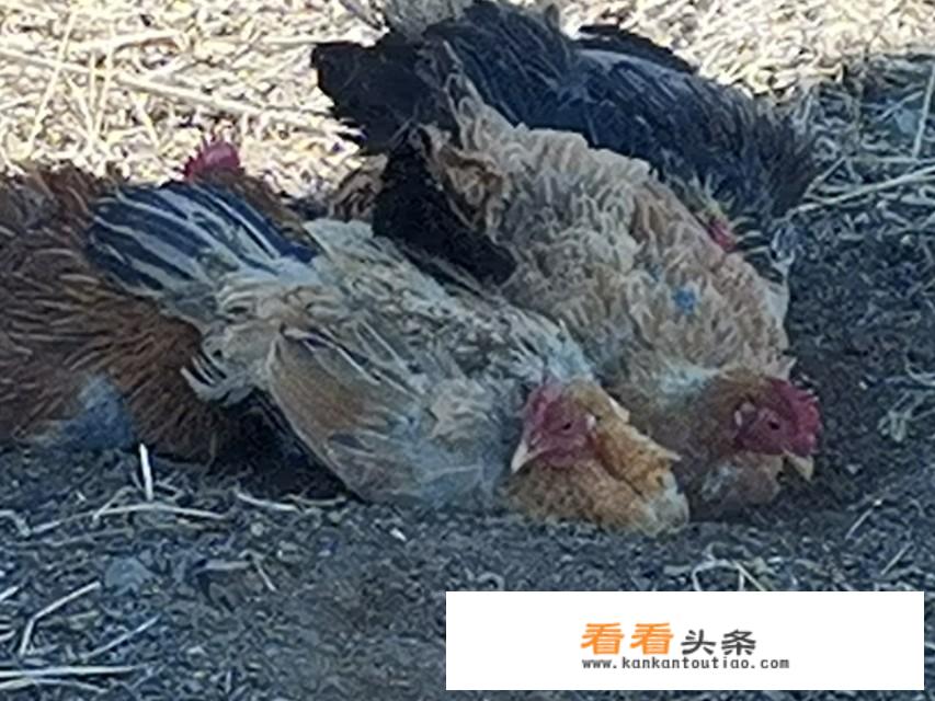 山地散养鸡怎么卖？