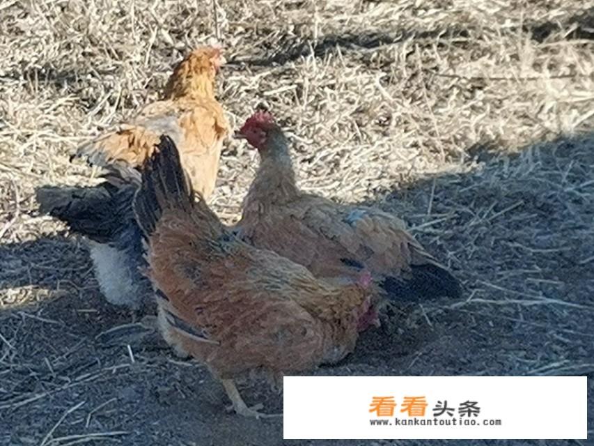 山地散养鸡怎么卖？