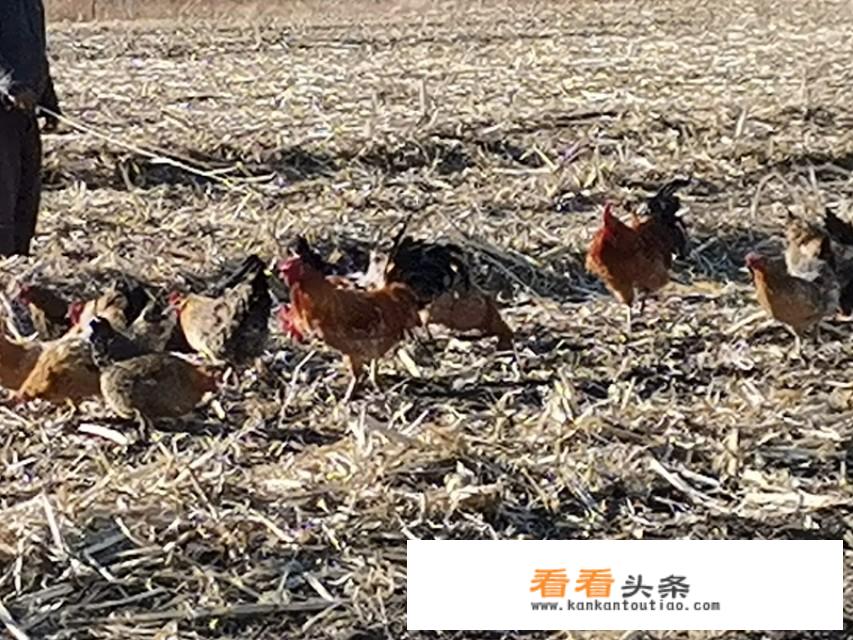 山地散养鸡怎么卖？