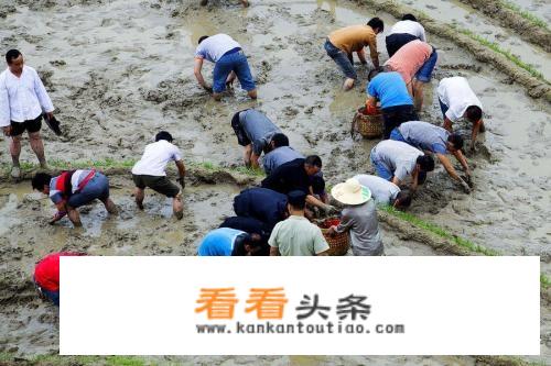 现实版开心农场经营要点是什么？