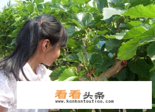 现实版开心农场经营要点是什么？