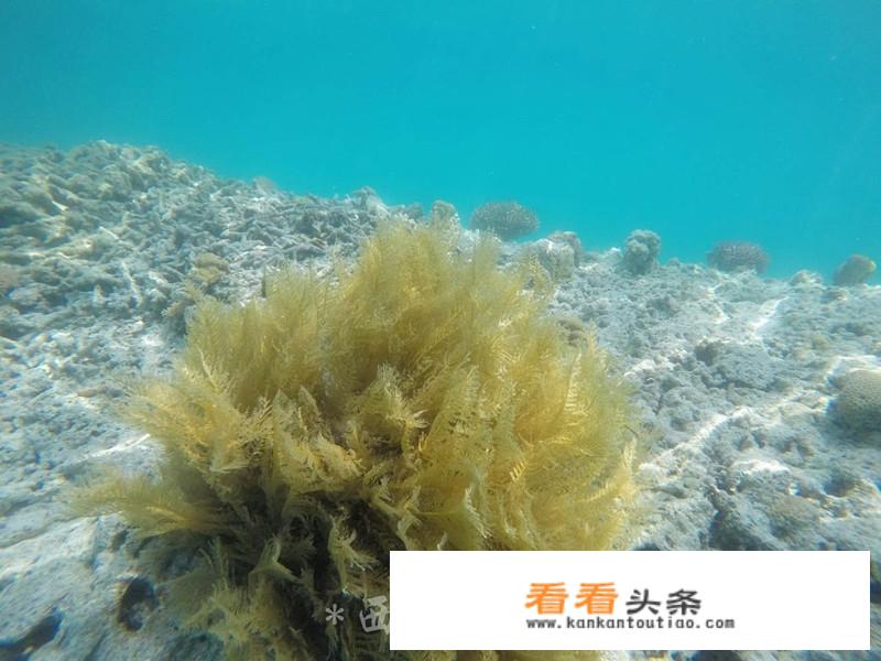 西沙群岛游轮购票方式？
