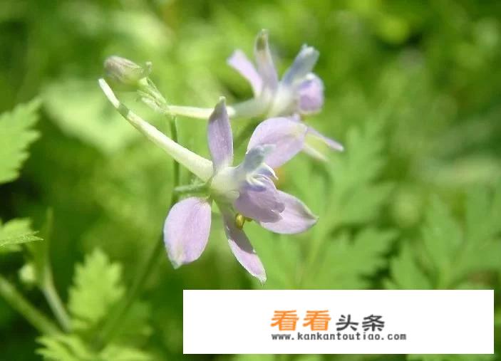 还魂草长在什么地带？