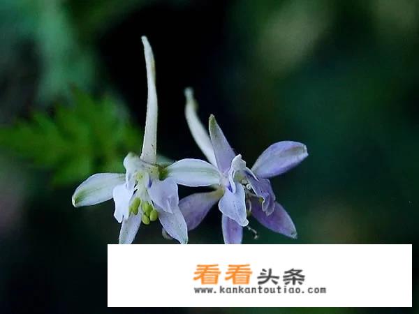 还魂草长在什么地带？