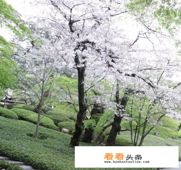 以前跟过团去日本旅游，这次想自由行，大家有什么值得推荐的攻略吗？