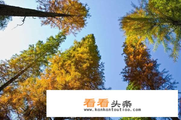 秋天去杭州旅游到哪里好？